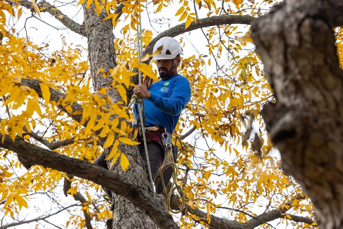 Skilled Tree Pruning crew working in Nondalton
