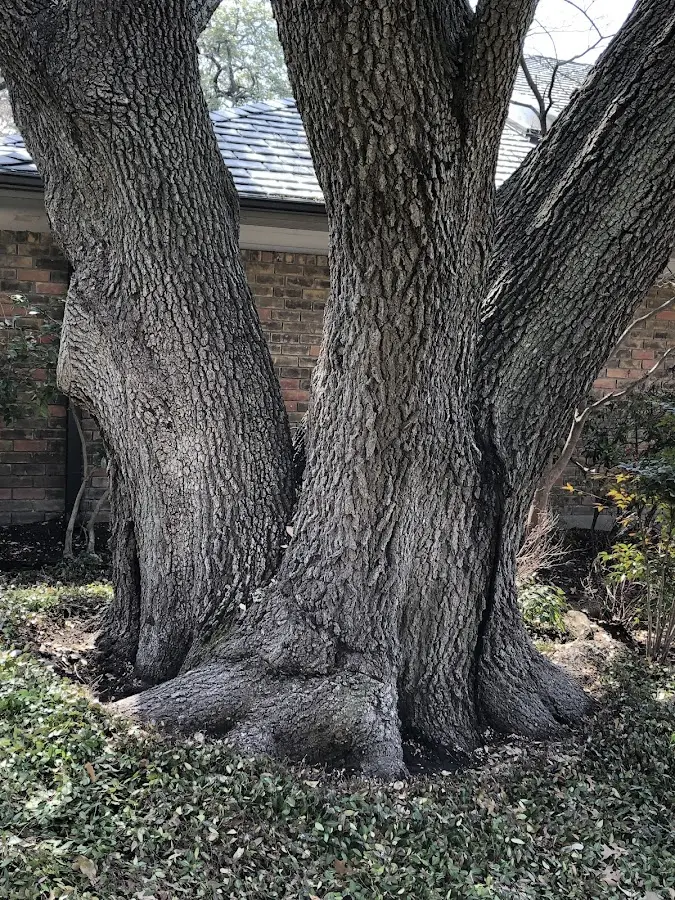 Mature heritage tree close to a Nondalton property cared for by certified arborists